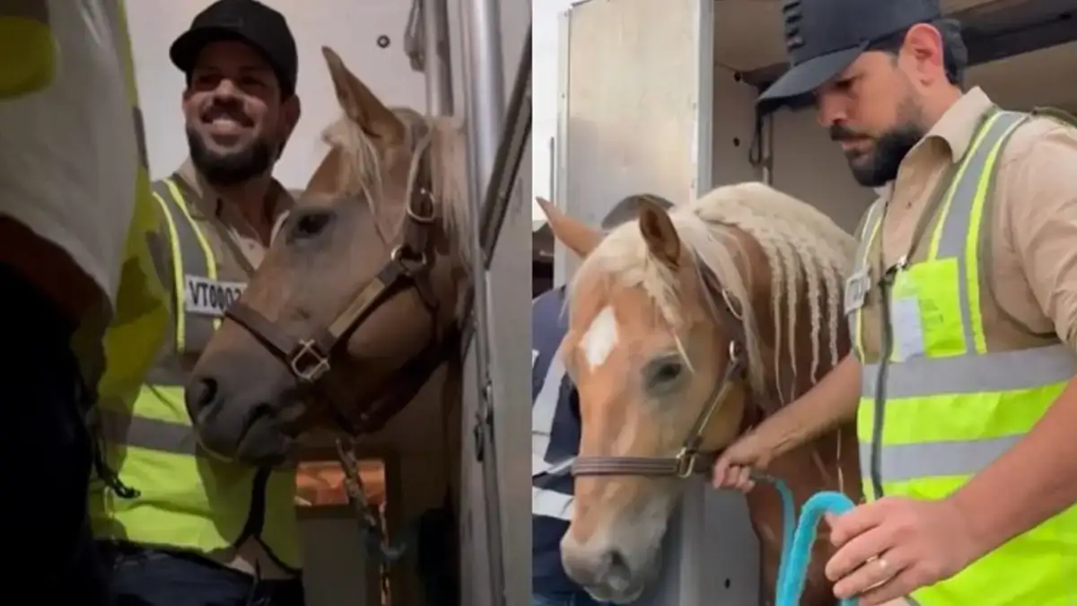 Sorocaba traz cavalo milionário dos EUA com cuidados de luxo