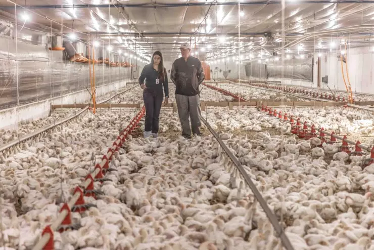 Aurora Coop destina R$ 1,4 bi para melhorar bem-estar animal na produção