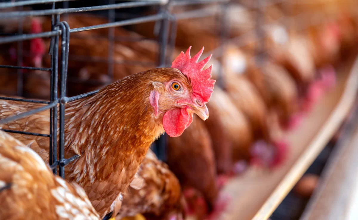 O primeiro caso de gripe aviária em granja comercial no Brasil foi confirmado em Montenegro, RS. (gov.br)