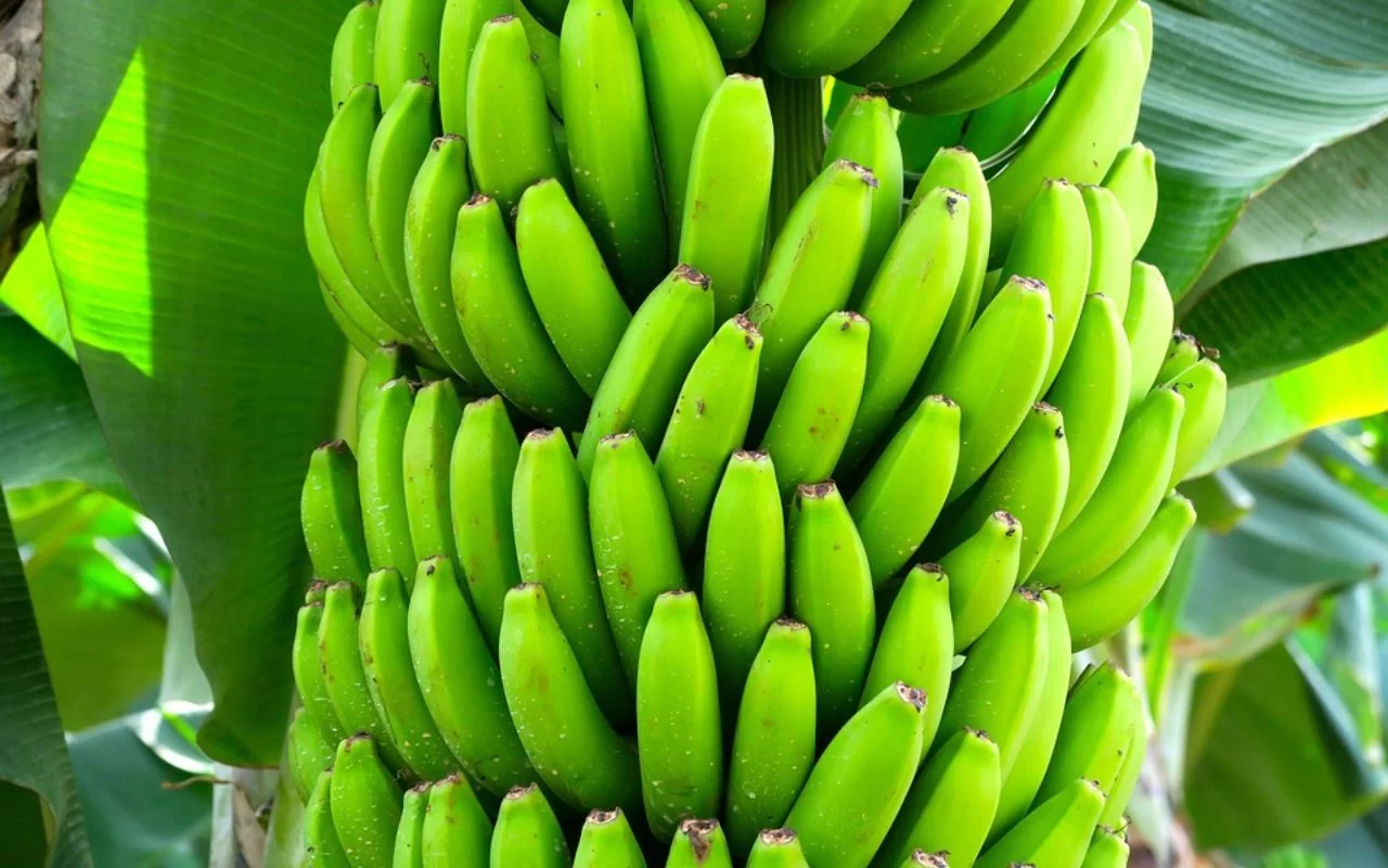 Sigatoka Negra: Doença que afeta a produção de bananas