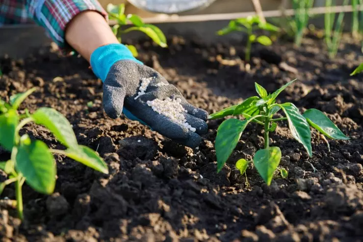 Conexão Abisolo 2025: L-aminoácidos e microalgas na agricultura sustentável
