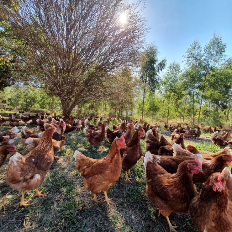Manual prático sobre pastagens para aves livres: sustentabilidade e bem-estar