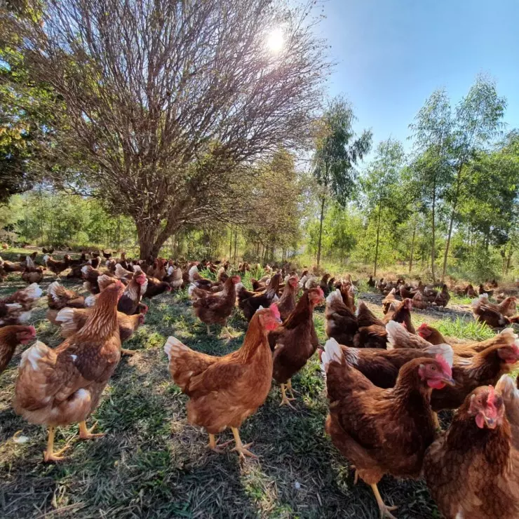 Manual prático sobre pastagens para aves livres: sustentabilidade e bem-estar