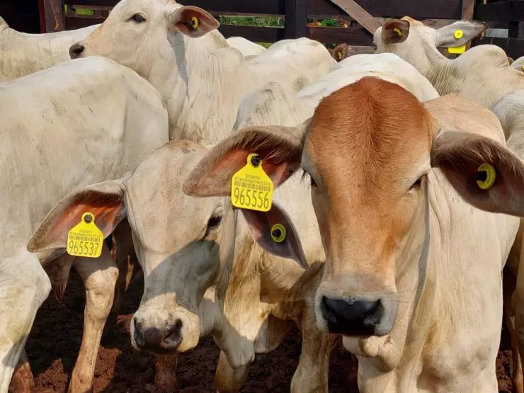 Programa promove pecuária sustentável e conserva 31 mil hectares no MT