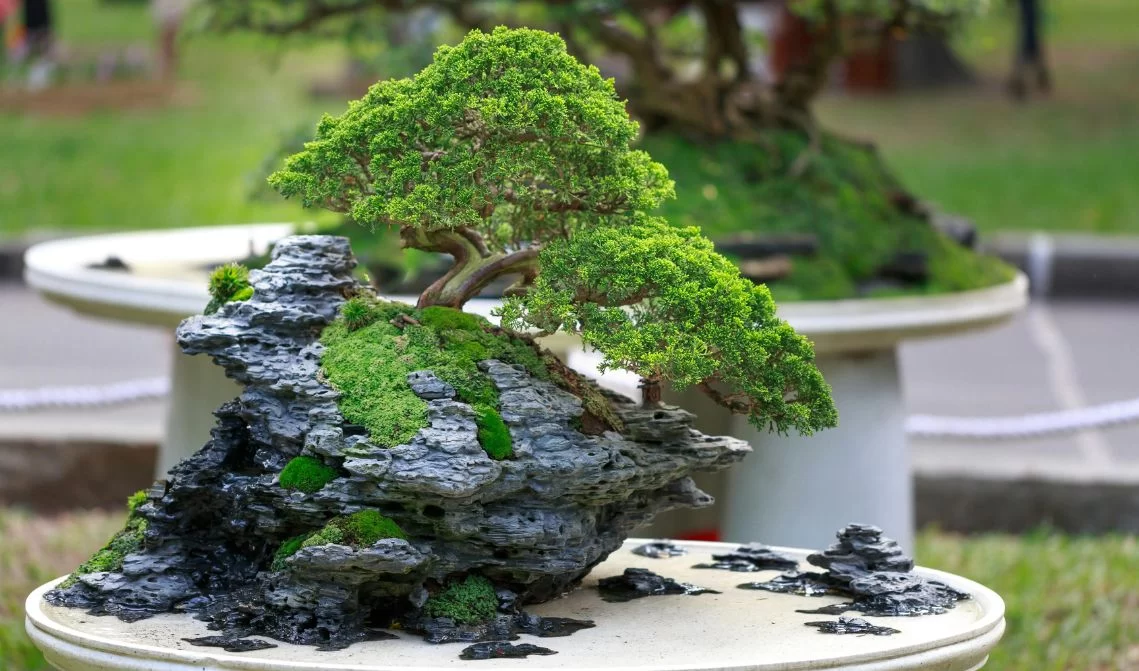 Bonsai de milhões: por que as miniárvores são tão valiosas?