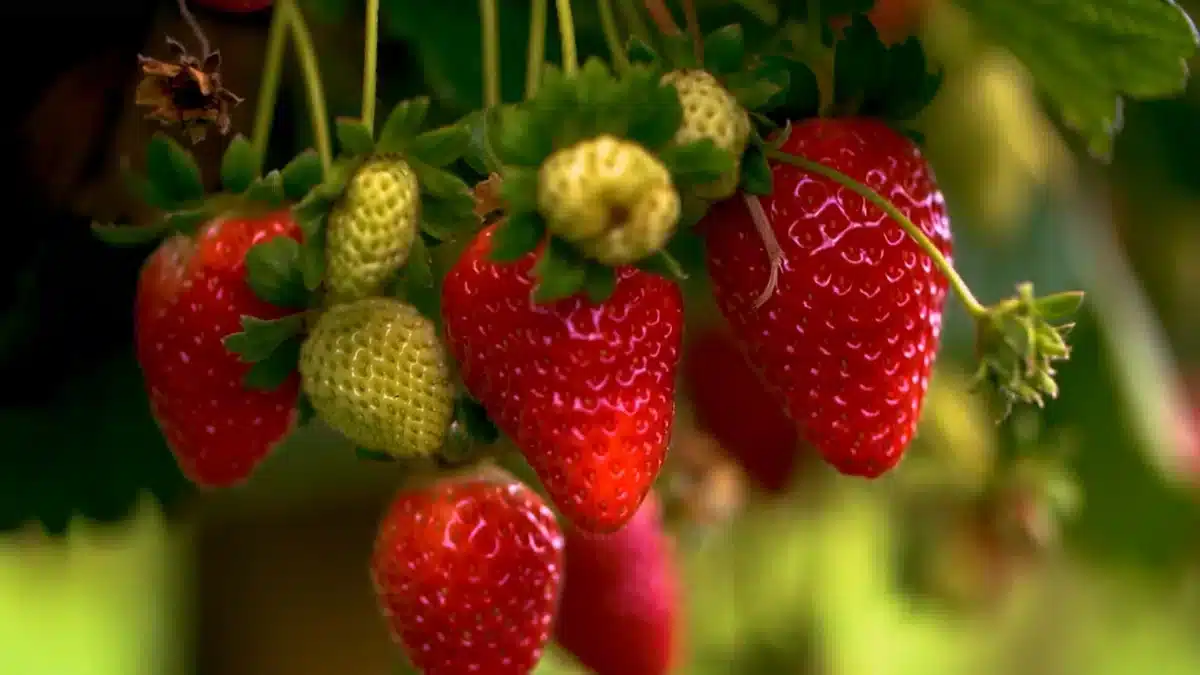 Tecnologia permite cultivo de morango em todas as estações