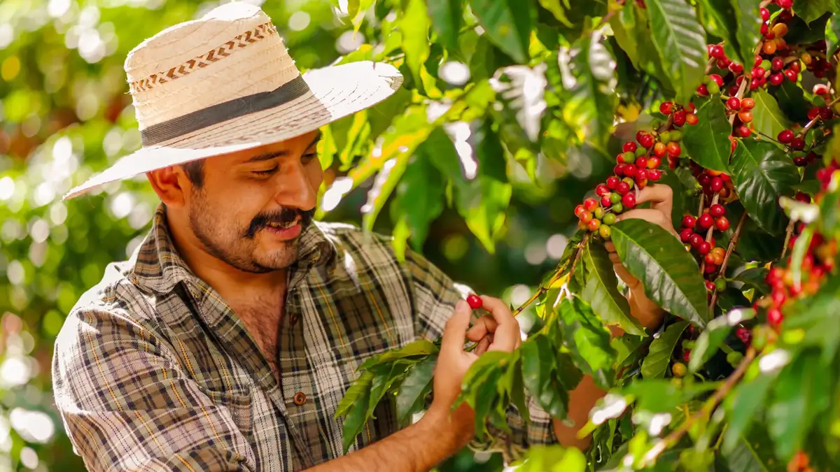 Pequenos produtores de café no Brasil temem o futuro após tarifa de 50% imposta por Trump