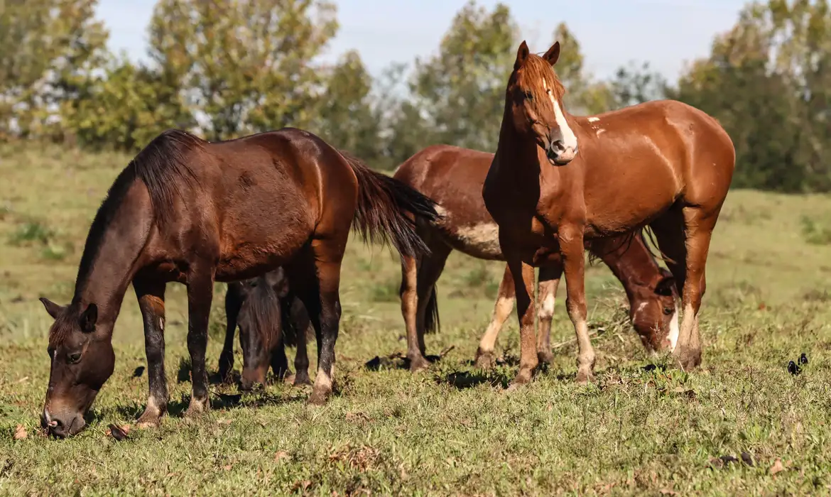 Marca de ração contaminada para cavalos: saiba qual é!