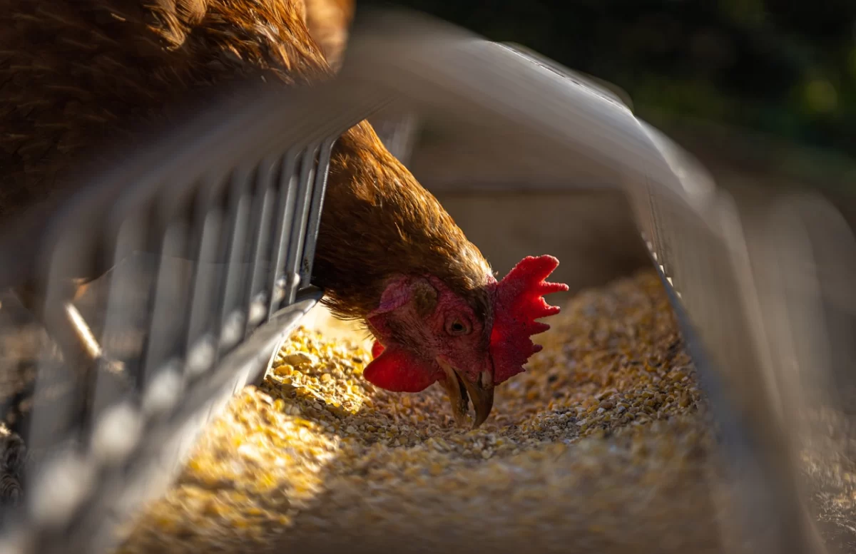 Gripe aviária: impacto no frango e riscos para quem consome carne?