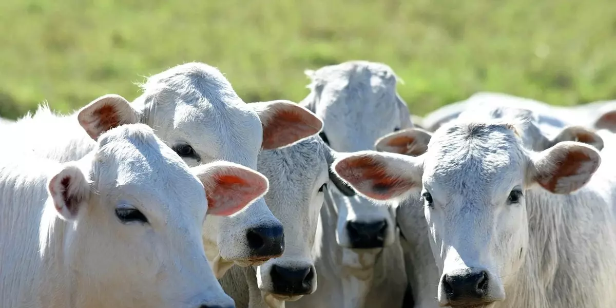 Exportações do agronegócio podem cair 50% com tarifas dos EUA