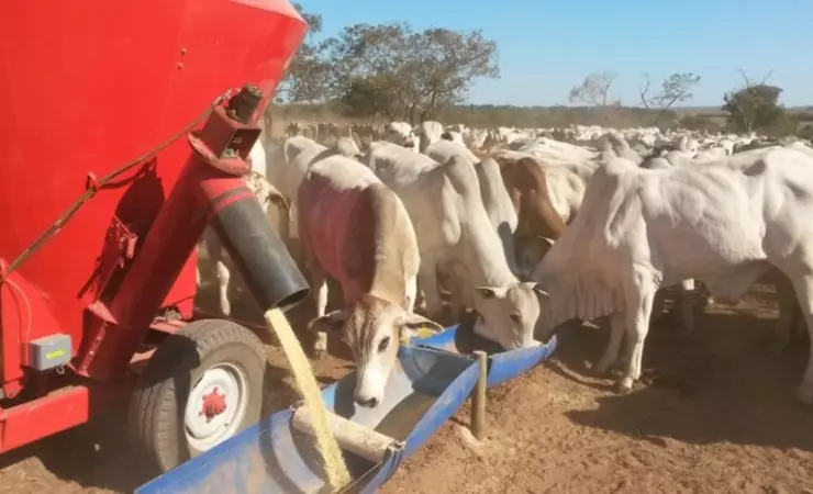 Governo cria painel para monitorar terminação de bovinos e emissões