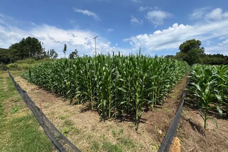 Consórcio de bactérias aumenta produtividade e reduz custos no milho