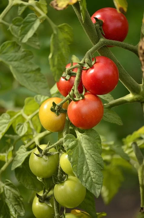 Aprenda a cultivar tomates em pequenos espaços: guia passo a passo.