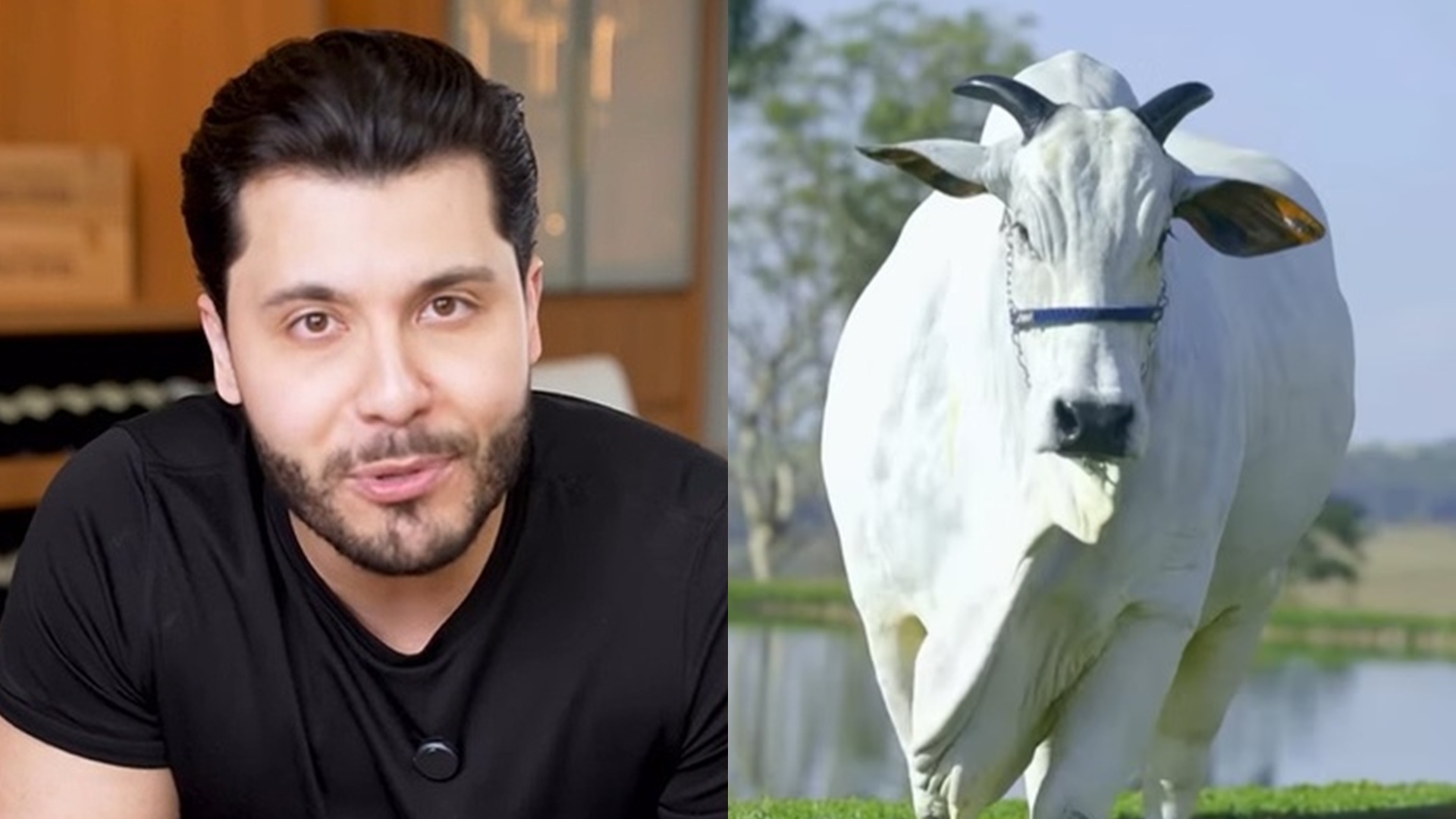 Murilo Huff justifica compra de vaca de R$ 17 milhões