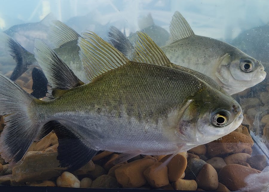 Setor de Pescado Alerta sobre Tarifas dos EUA e Pede Ajuda