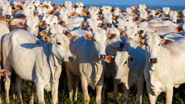 Gado Nelore (Foto: Divulgação)