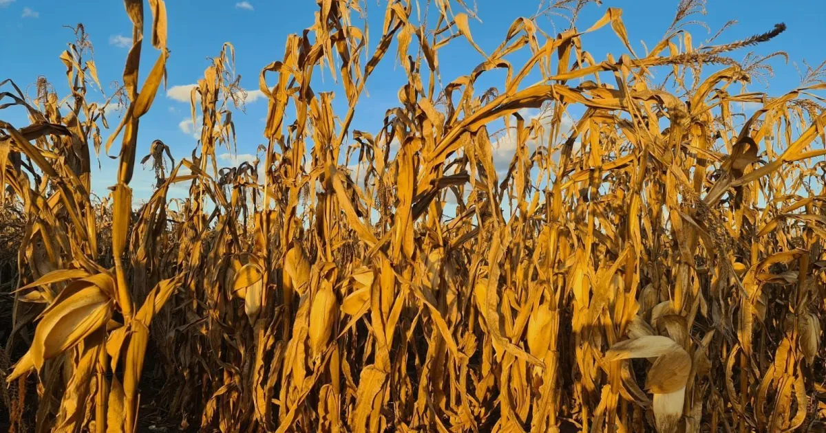 Safrinha de milho: incertezas aumentam após atraso no plantio