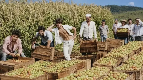 Foto antiga mostra Leandro e Leonardo na platnação de tomates